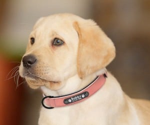 collars for labs