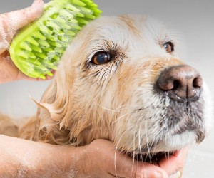 dog brush for labrador