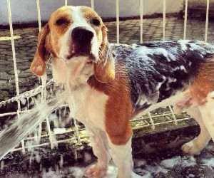 beagle shampoo