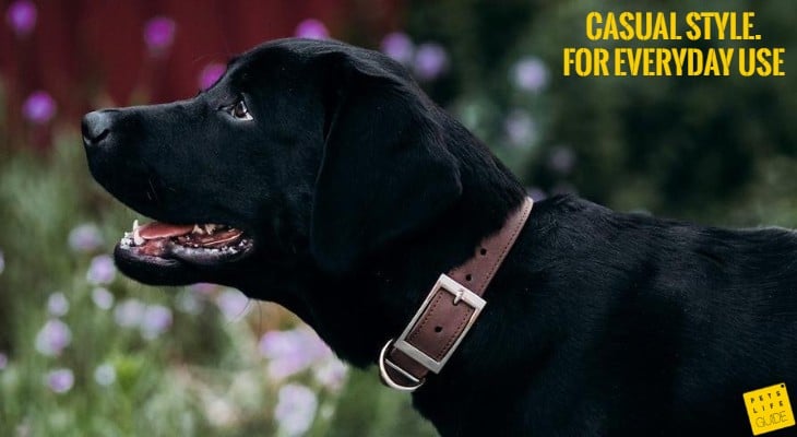 black lab collars