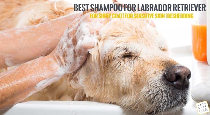 labrador dog shampoo