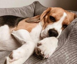 dog bed size for beagle