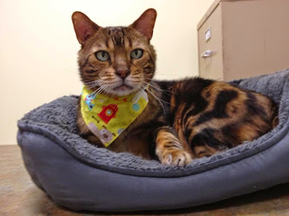 Best pets animal clinic georgetown