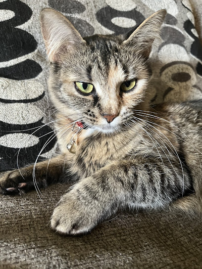 Lakeview animal clinic rome