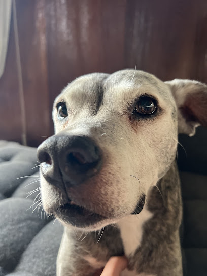 Wheat ridge animal hospital wheat ridge