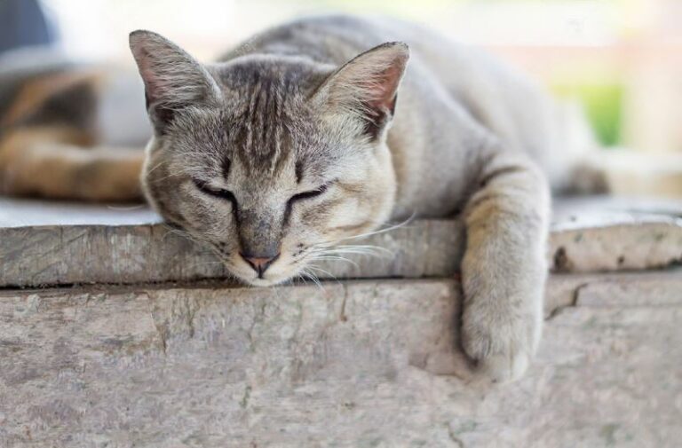 25 symptoms of dead kitten inside cat [2023 update]