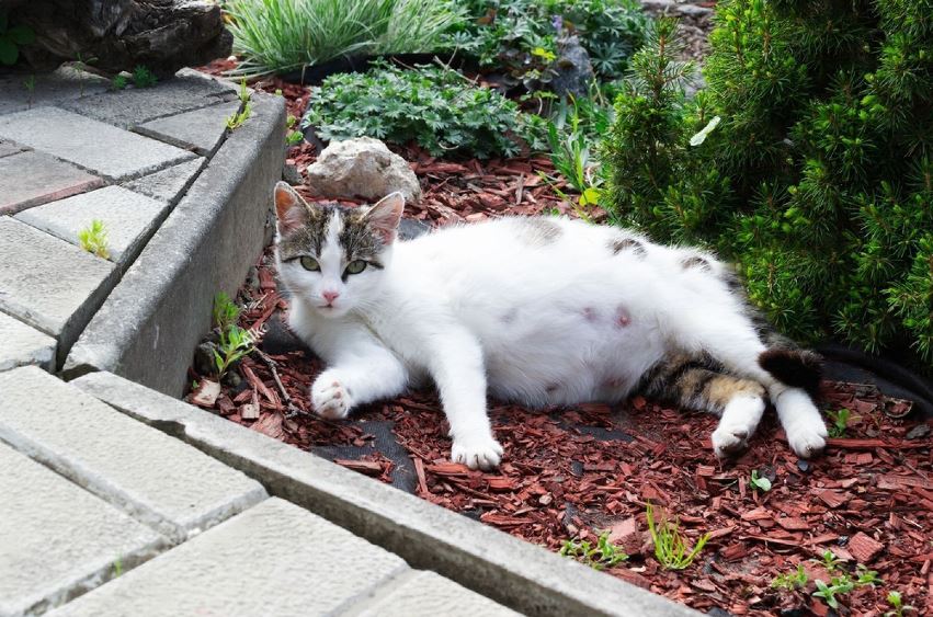 25 symptoms of dead kitten inside cat [2023 update]