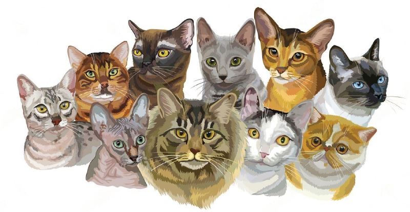 The top 10 cat breeds