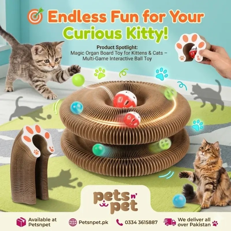 Theme: Playful Labyrinth Adventure Color Palette: Vibrant Orange, Aqua Blue, Lime Green, and Soft Gray Background Concept: A bright, playful indoor scene with soft shadows of cats chasing colorful balls along the toy’s tracks. The Magic Organ Board sits center stage with glowing trails showing the movement of the balls. Small animated paw prints and playful swirls emphasize energy, fun, and curiosity. Main Headline: 🎯 Endless Fun for Your Curious Kitty! Product Spotlight: Magic Organ Board Toy for Kittens & Cats – Multi-Game Interactive Ball Toy Caption Text: Keep your kitten or cat active, entertained, and mentally sharp with the Magic Organ Board Toy! This multi-game interactive toy engages your furry friend with rolling balls, tracks, and moving elements that trigger natural hunting instincts and endless play. The organ-style board features smooth-moving balls and interactive layers that encourage chasing, pawing, and tapping—perfect for physical exercise and mental stimulation. As your cat explores each track, it strengthens reflexes, reduces stress, and prevents destructive boredom at home. Made from durable, non-toxic, and pet-safe materials, the Magic Organ Board Toy ensures safe play for kittens and adult cats alike. Its anti-slip base keeps the toy stable during even the most energetic play sessions, and its compact, lightweight design allows you to place it anywhere indoors. Whether your cat plays independently or joins you for interactive fun, this toy keeps them engaged, active, and happy. It’s suitable for kittens and cats of all breeds and sizes, supporting a healthy lifestyle while preventing inactivity and obesity. Give your feline companion hours of excitement, curiosity, and joyful play with the Magic Organ Board Toy – the ultimate interactive toy for active, happy cats! 📦 Available at Petsnpet 🌐 Petsnpet.pk 📞 0334 3615887 🚚 We deliver all over Pakistan 🐾