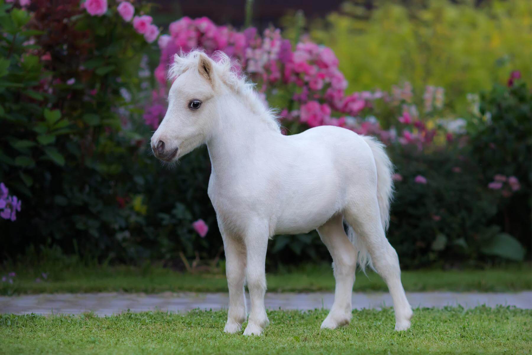 Not only are they a nice compliment to your window settings and curtains, but they offer security from passersby and protection from sun damage. All You Need To Know About Miniature Horse | Pets Nurturing