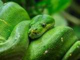 Green Tree Python Care Guide Info Petsoid