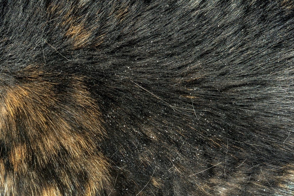What causes bad dandruff in cats