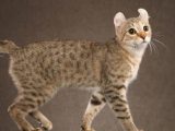 The Highlander Cat Breed Pictures Information Characteristics
