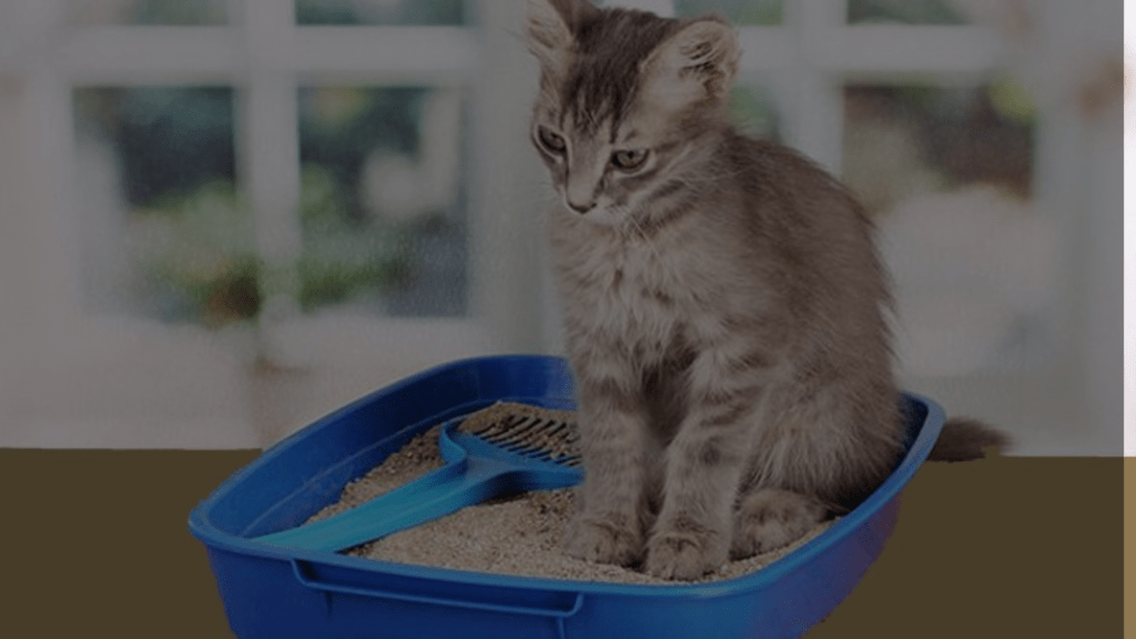 How much cat litter per month? discover 4 factors & 3 tips