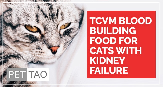 Tcvm Blood Building Food For Cats With Kidney Failure