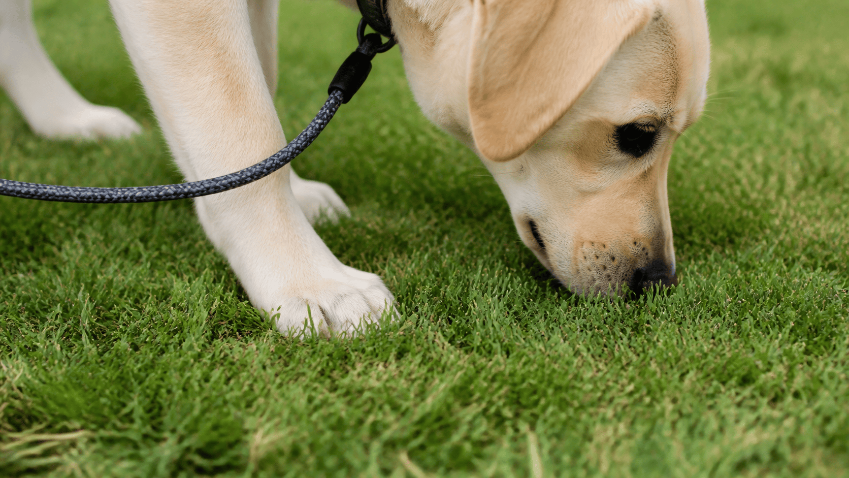 Dog sniffing a clean grass patch before choosing where to poop