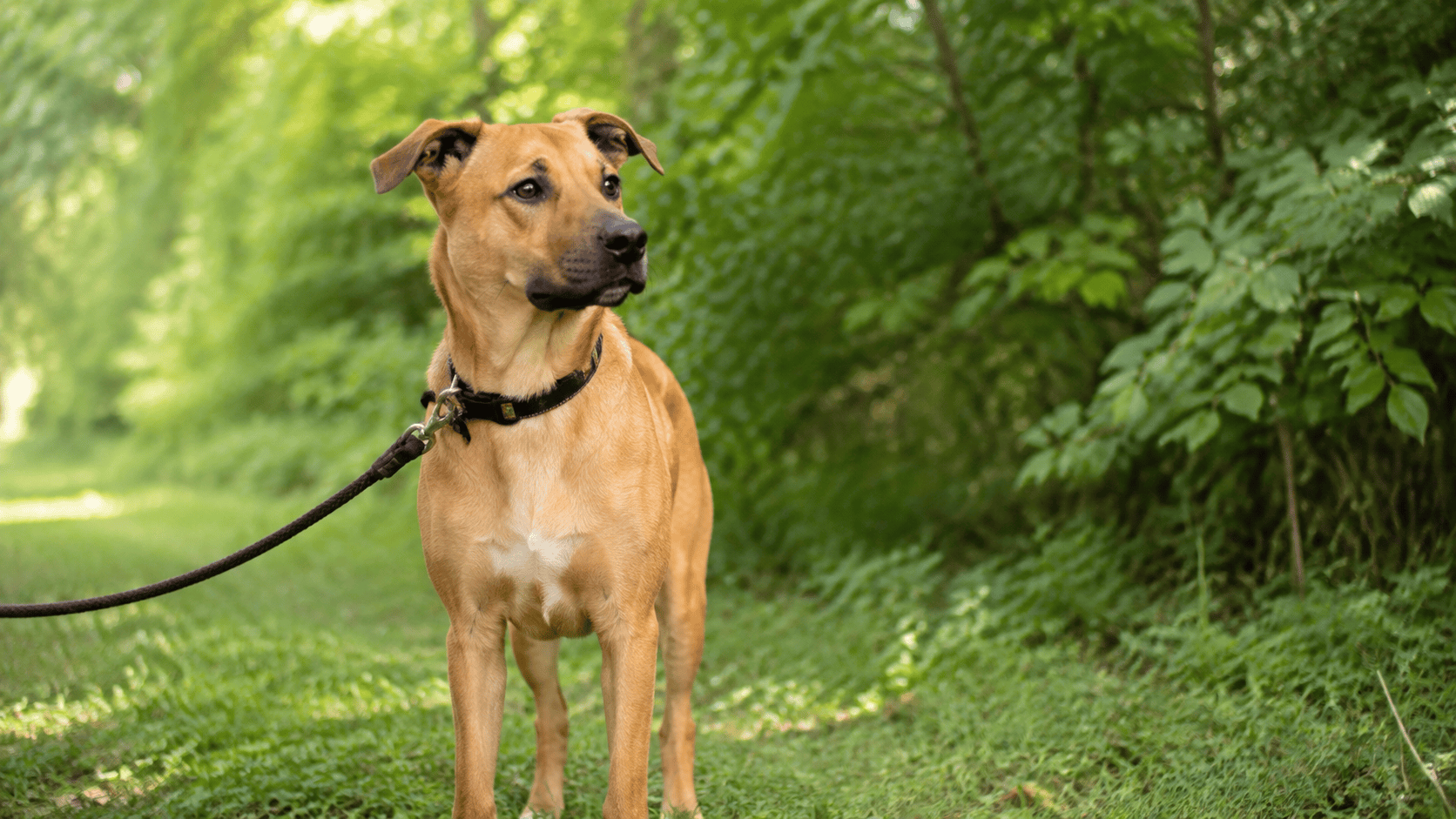 Alert but relaxed dog checking a quiet green area on leash