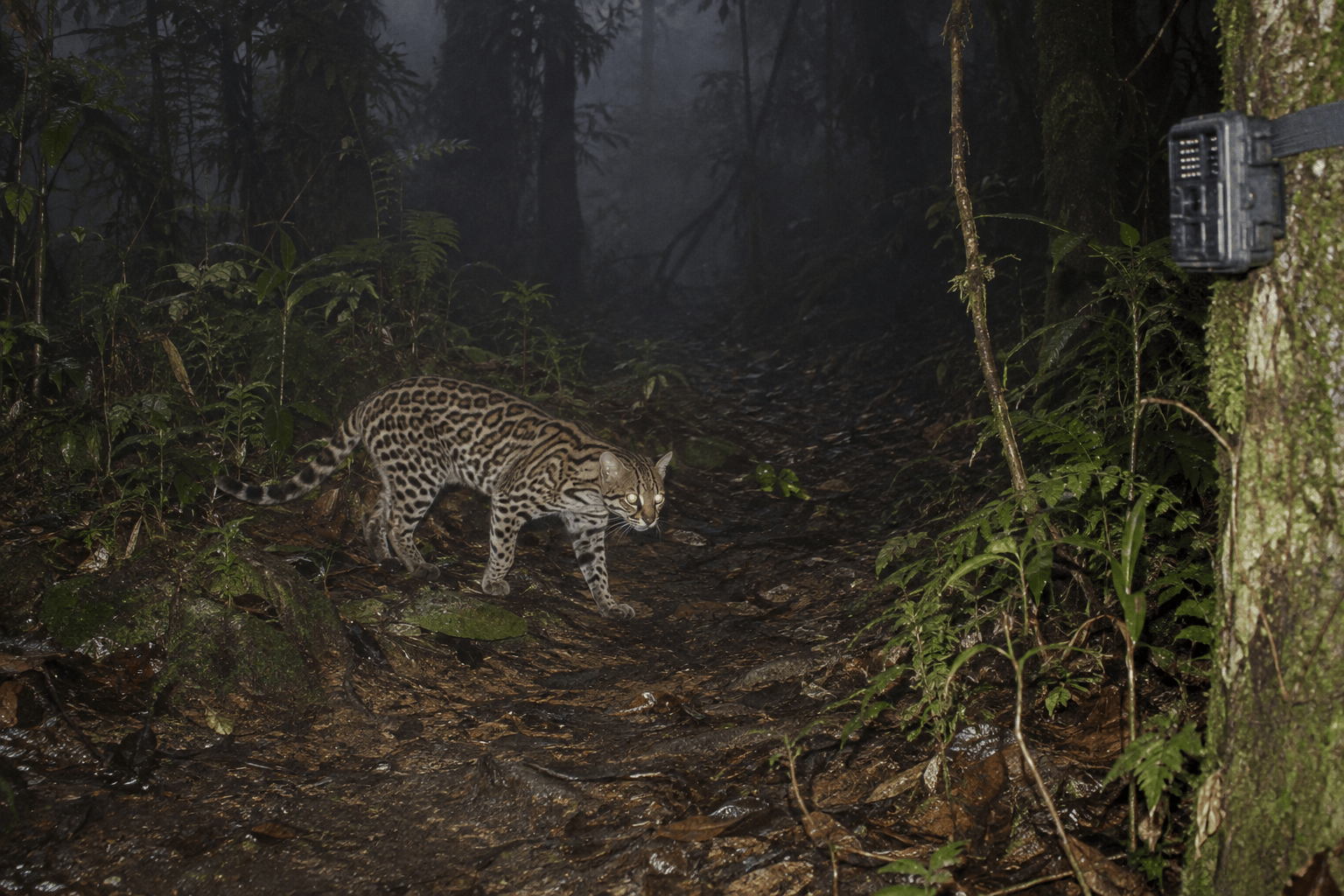Camera trap monitoring a small spotted wild cat in a misty forest