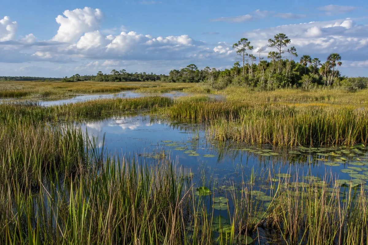 Illustrative South Florida wetland