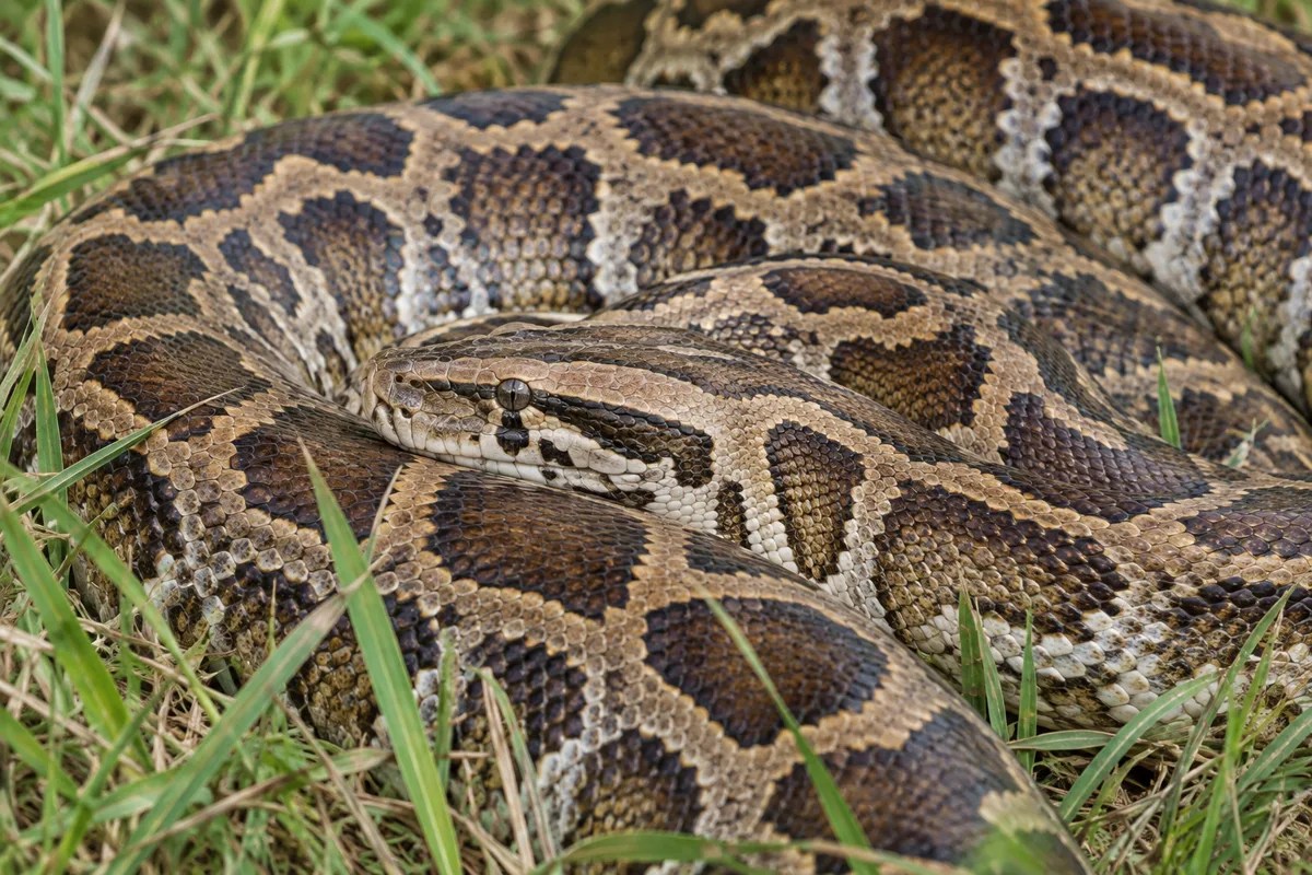 Illustrative close view of python markings