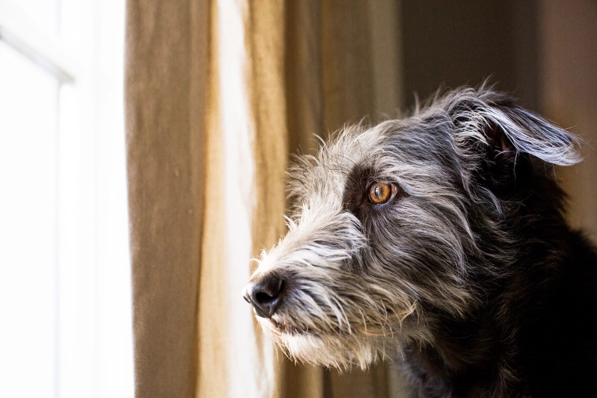 Separation anxiety: how to help your dog stay home alone