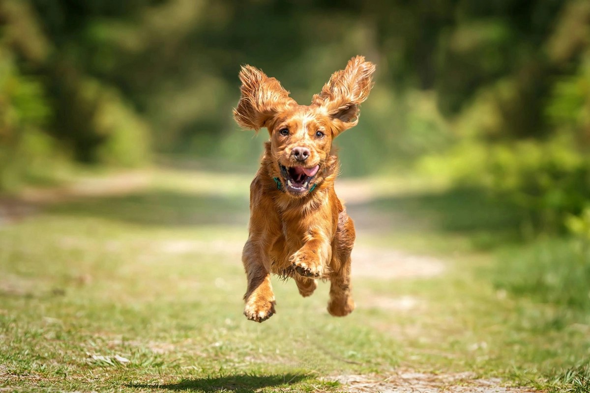 How to teach your dog to come when called