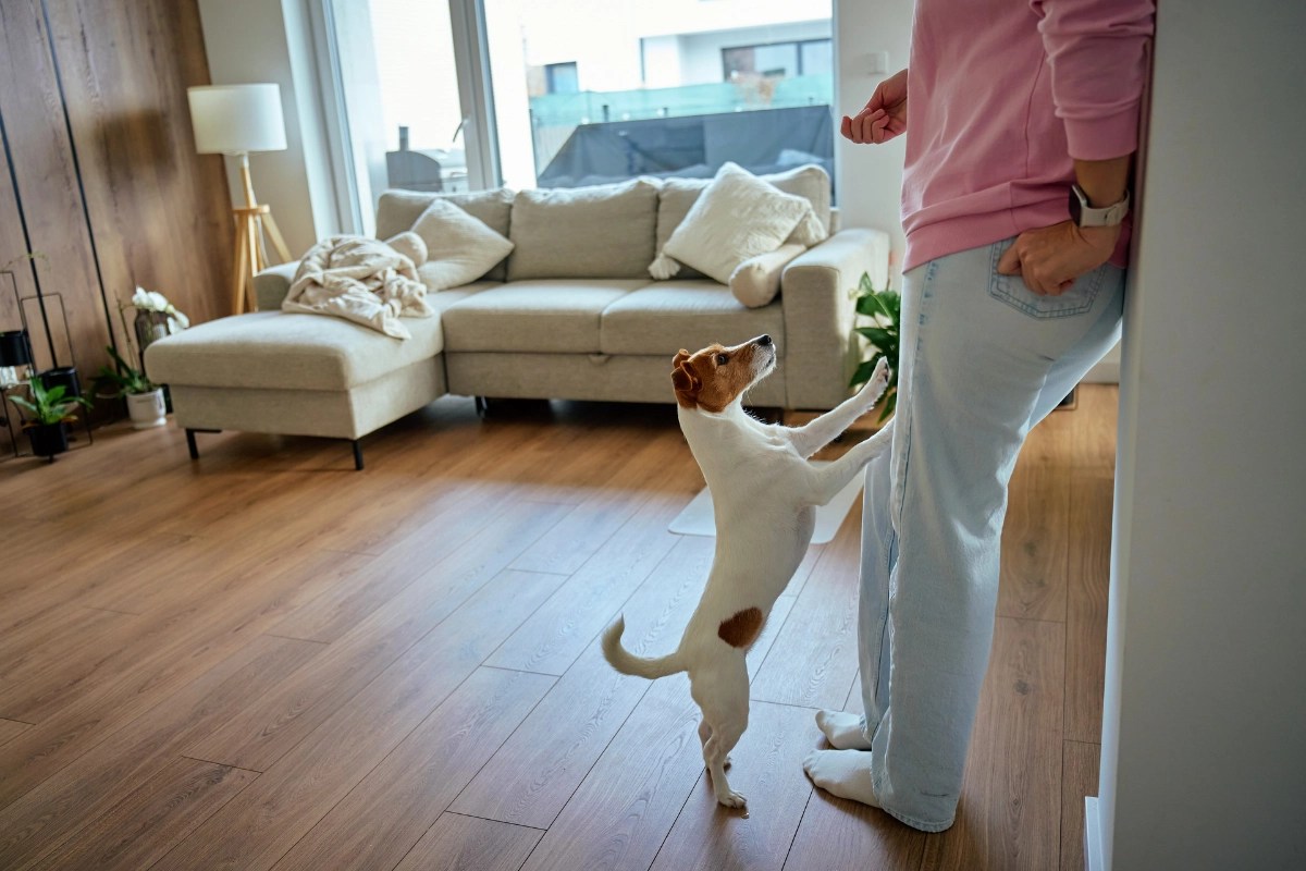 Does your dog jump on people? How to teach calmer greetings