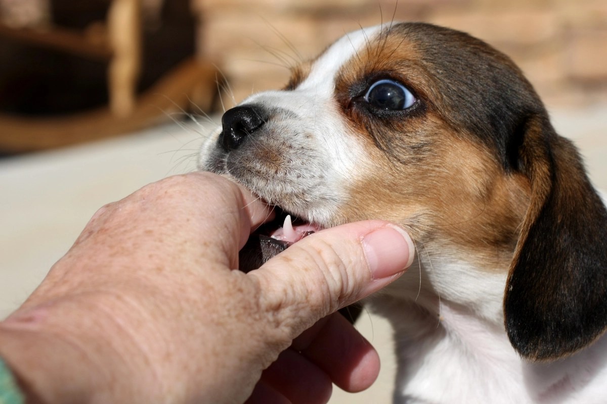 Does your puppy bite everything? How to handle puppy biting