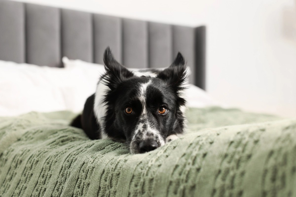 How to teach your dog to stay home alone