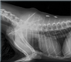 Sirinvet Bahcelievler Veteriner Klinigi Pet Kus Egzotik