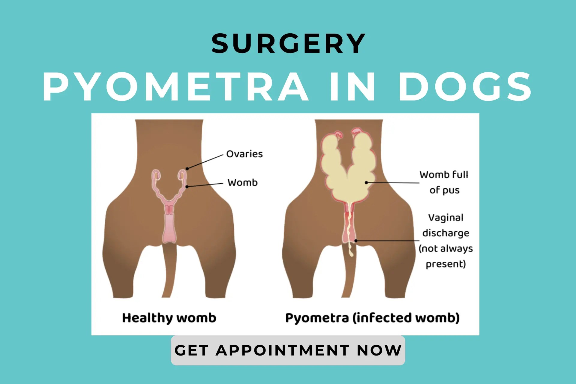 PetYaari Pet Clinic Pyometra Surgery in Dogs