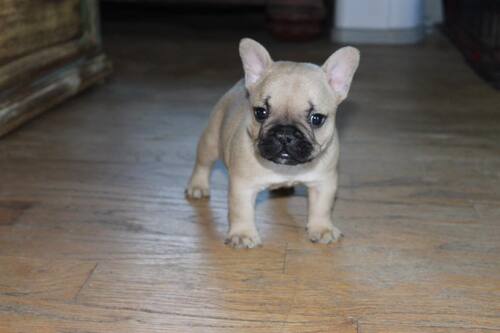 All of our dogs are raised in a family setting with all types of other animals. French Bulldog For Sale In Alabama Huntsville 52391 Petzdaddy