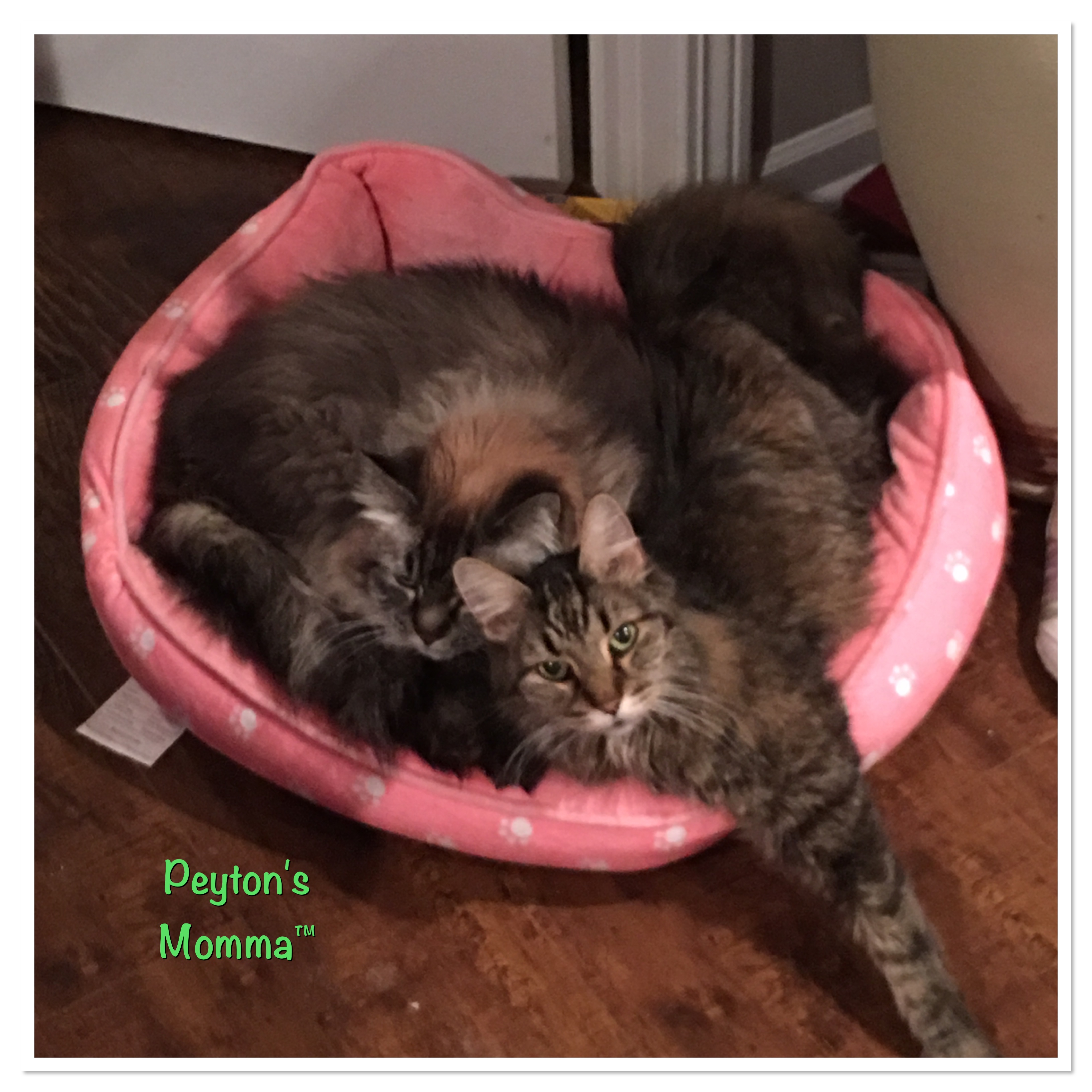 Adorable Maine Coon Kitties