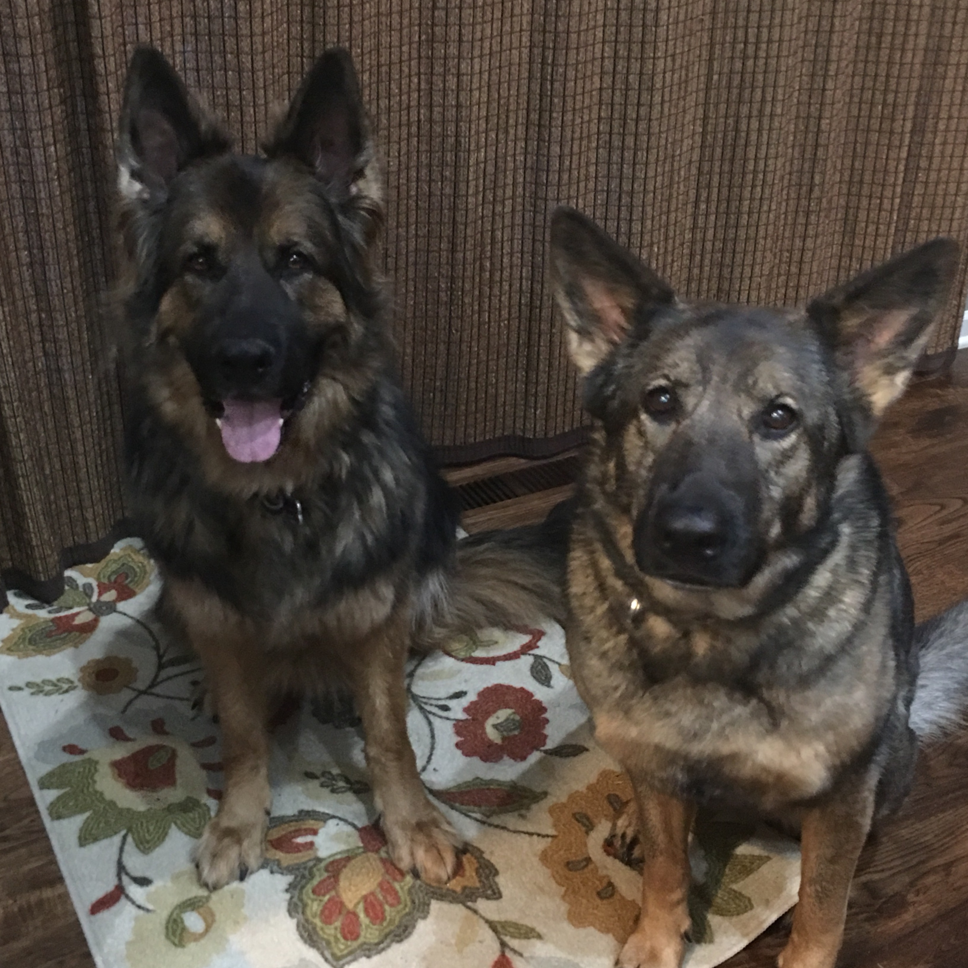 Matilda and Finnegan German Shepherd Dogs sitting and waiting for dinner