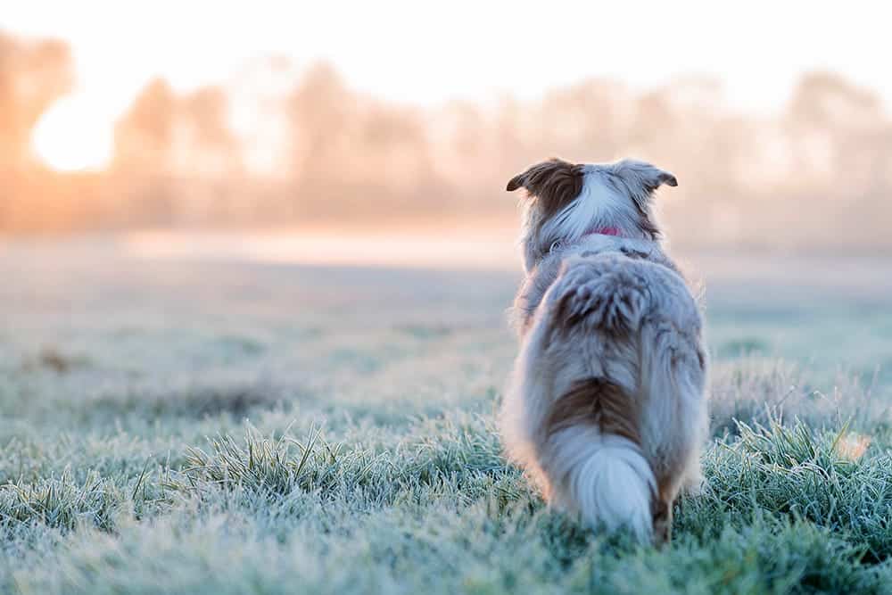 Nasenspiele Fur Hunde Spielerisch Deinen Hund Auslasten