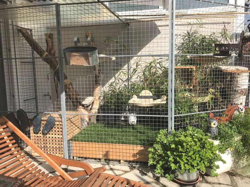 Outdoor Katzengehege Omlet Haustierprodukte Youtube