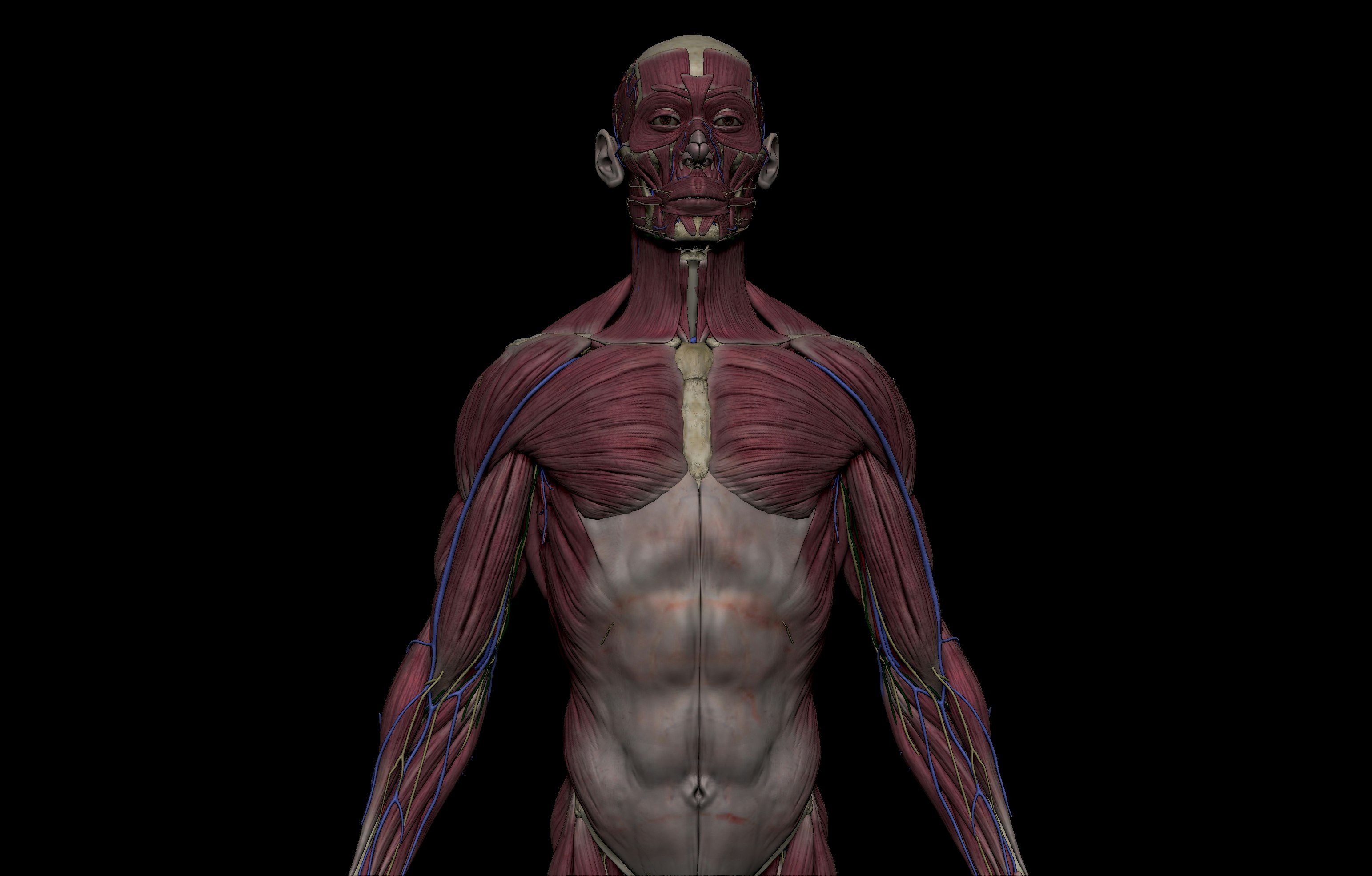Zygote body shows 3d simulations of the human body's many systems in glorious detail. Sa Anatomy Study Human Animal Anatomy With Advanced 3d Models Product Hunt