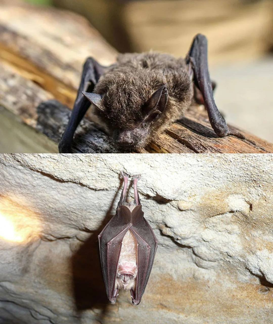 Boy Dies of Rabies After Bat Contact With No Visible Bite