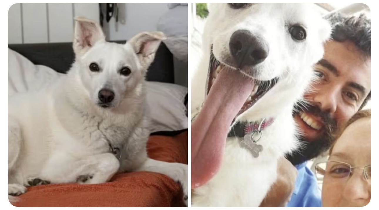 Destiny the Hero Dog Saved a Toddler From a Wolf Attack