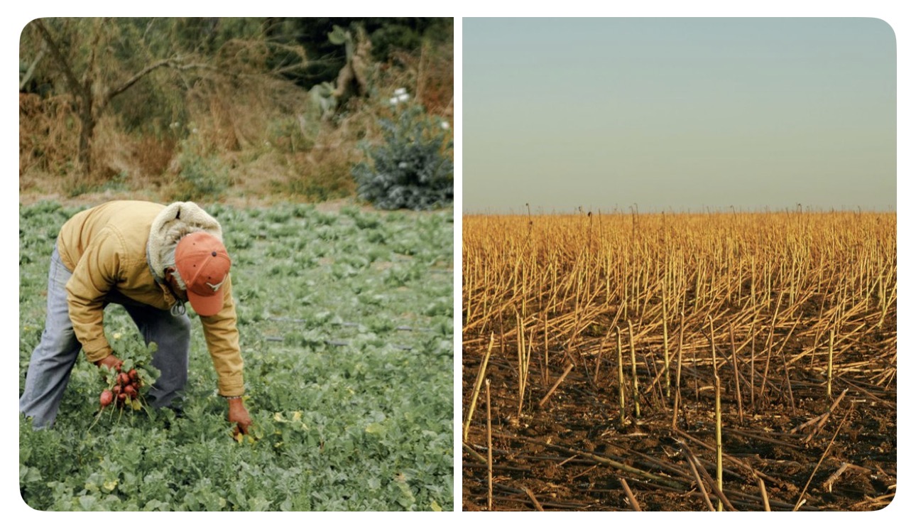 Farmer Loses Nearly 25 Acres of Sesame After Following AI App’s Chemical Advice