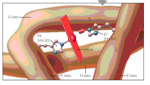 Hemoglobin and myoglobin in their （以下本文） Hemoglobin and myoglobin in their （以下本文）