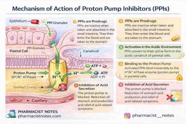 Mechanism of action of Proton Pump Inhibitors