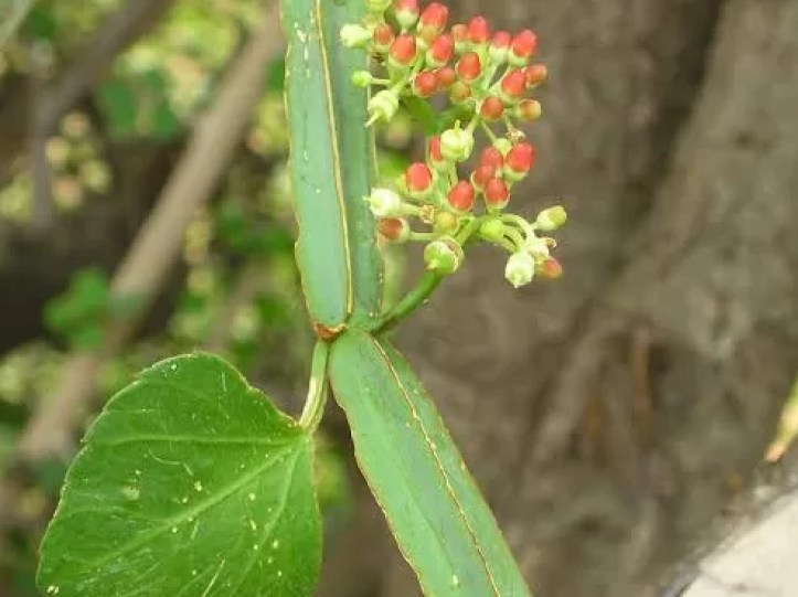 Health Benefits of Cissus quadrangularis