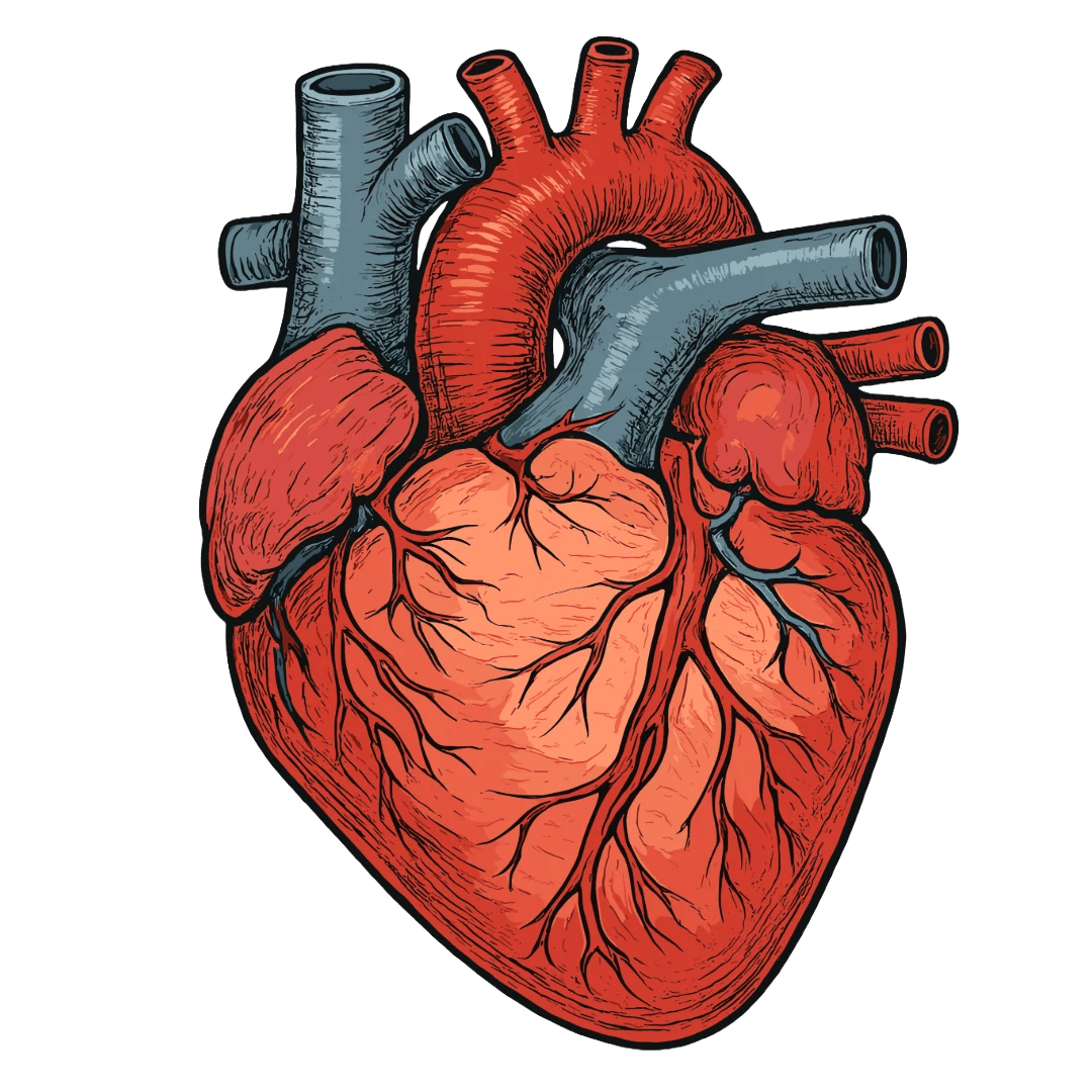 Cardiovascular Protection