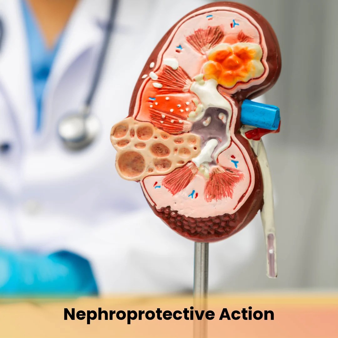 Nephroprotective Action