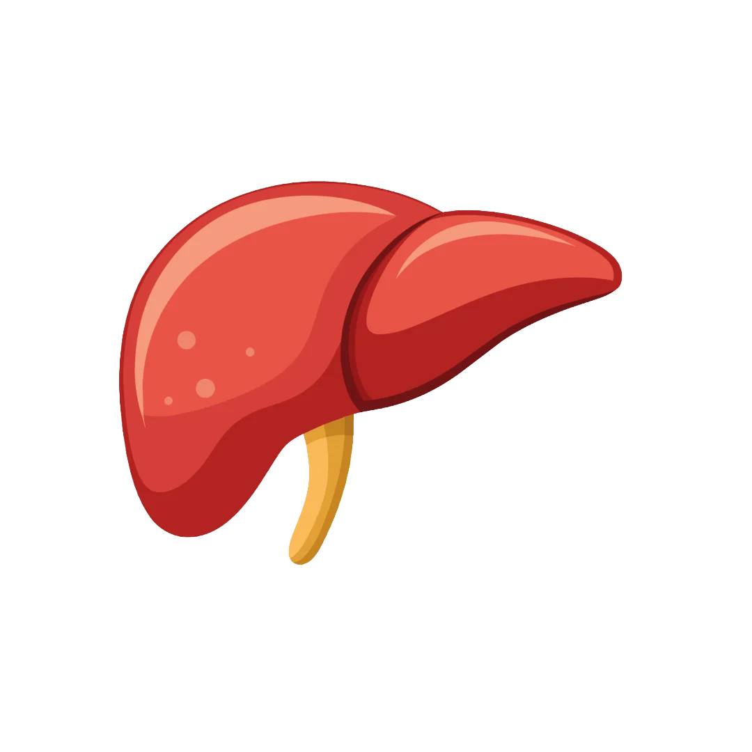 Protects Liver