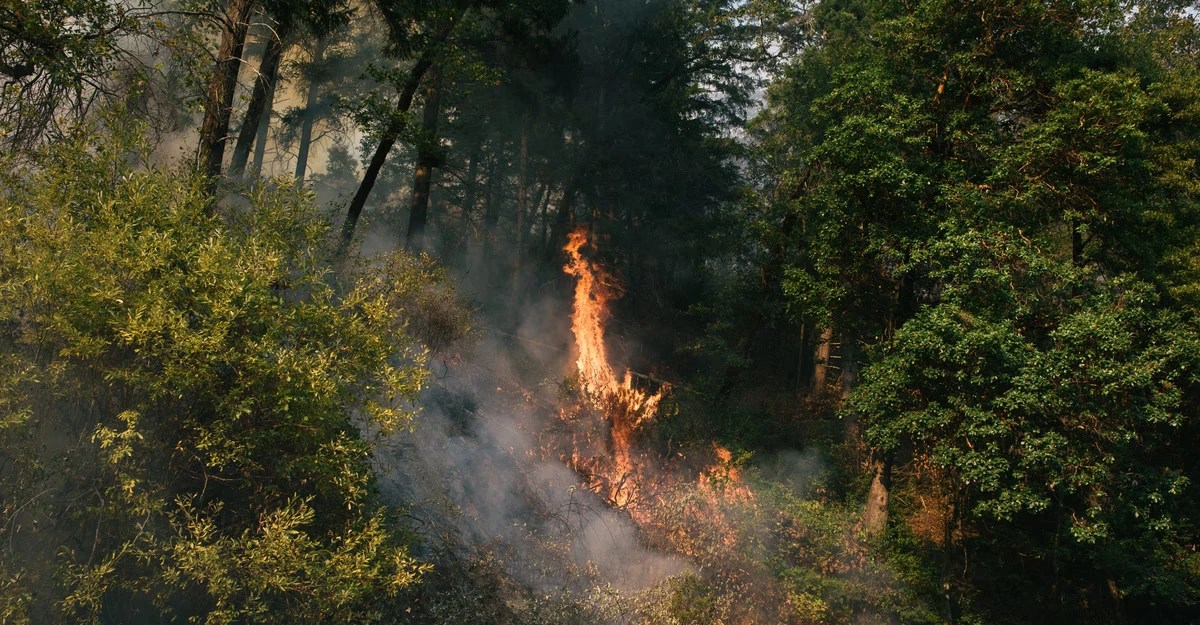 Bio-Itzá Leads Coordinated Effort to Replant Trees After June Fires