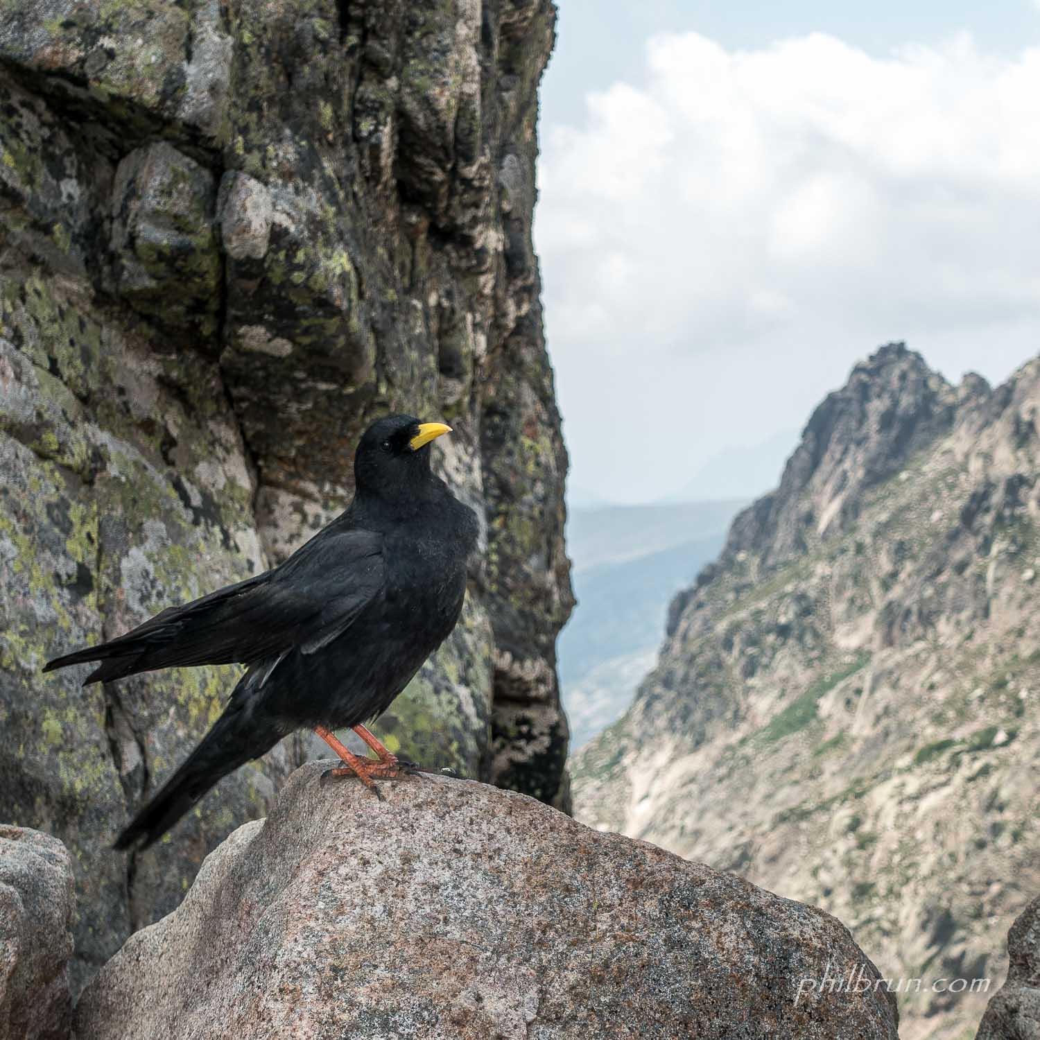 Un Chocard ou choucas