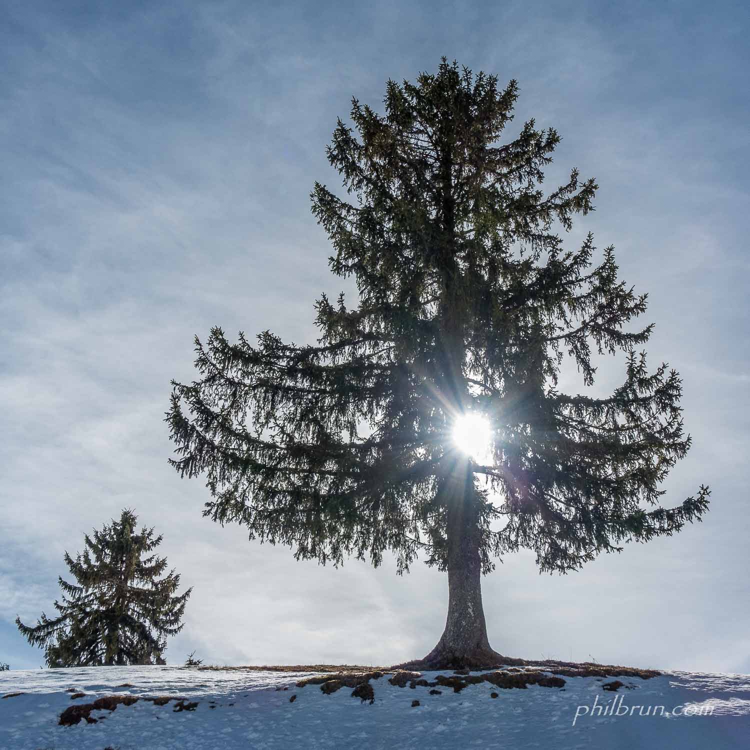 Effet de lumière à travers ce bel arbre solitaire