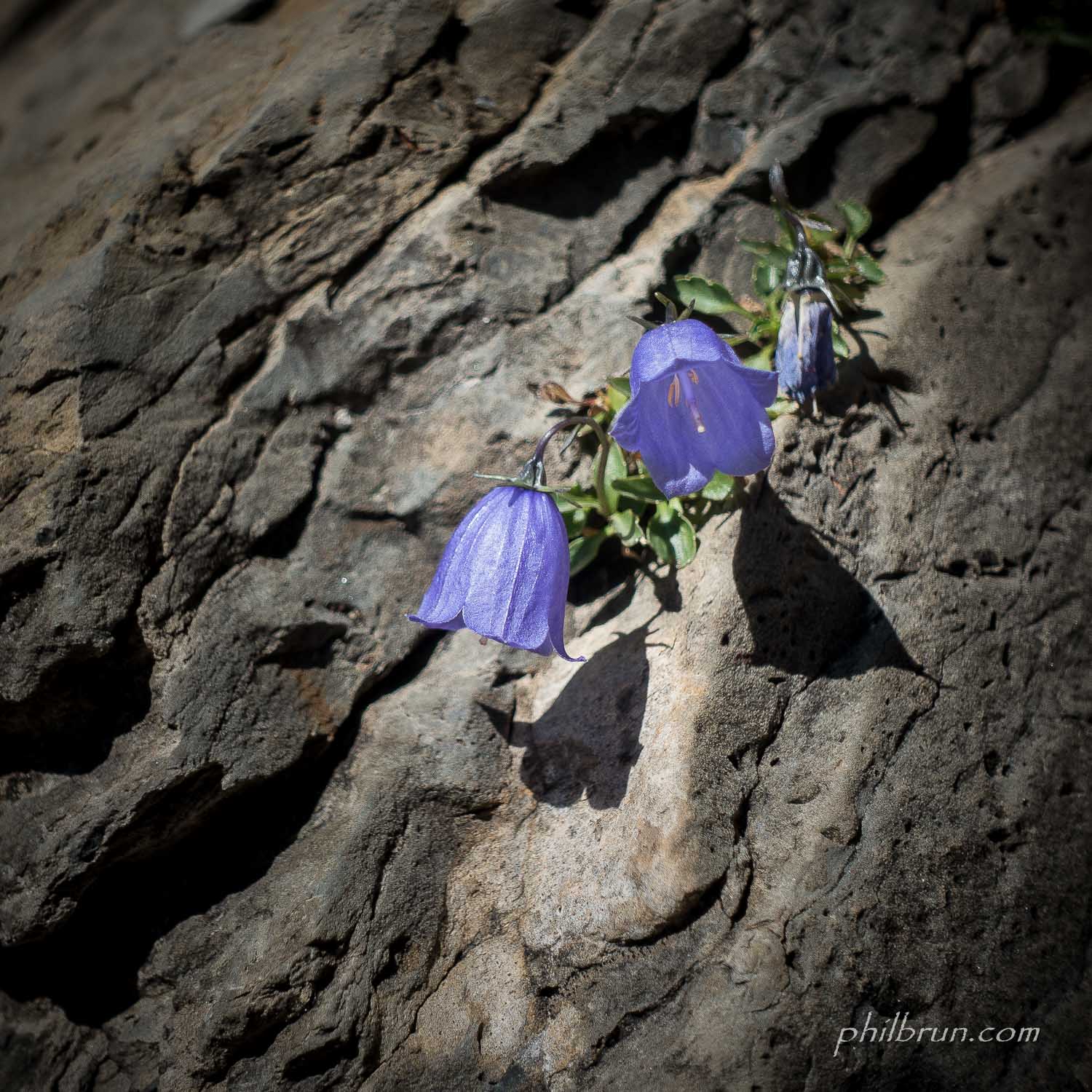 Jolie fleur de paroi